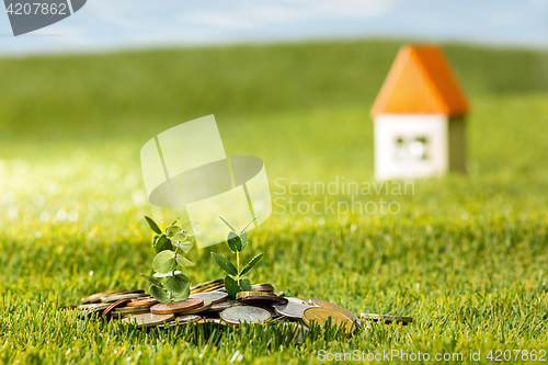 Image of Plant growing in Coins glass jar for money on green grass