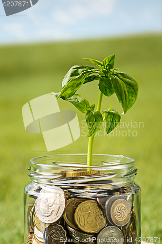 Image of Plant growing in Coins glass jar for money on green grass