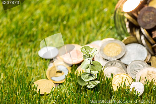 Image of Plant growing in Coins glass jar for money on green grass