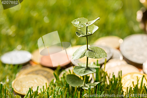 Image of Plant growing in Coins glass jar for money on green grass