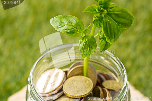 Image of Plant growing in Coins glass jar for money on green grass