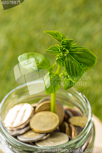 Image of Plant growing in Coins glass jar for money on green grass