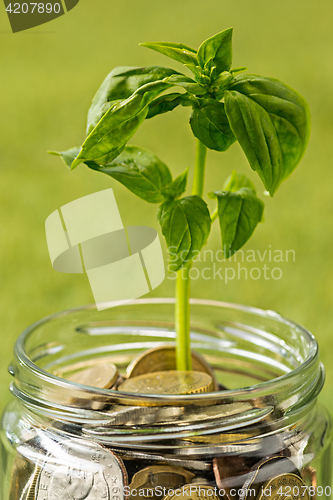 Image of Plant growing in Coins glass jar for money on green grass