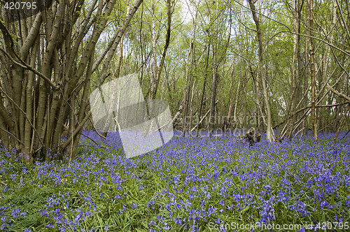 Image of Bluebell