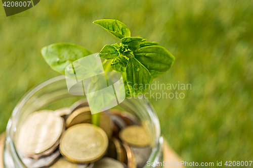 Image of Plant growing in Coins glass jar for money on green grass