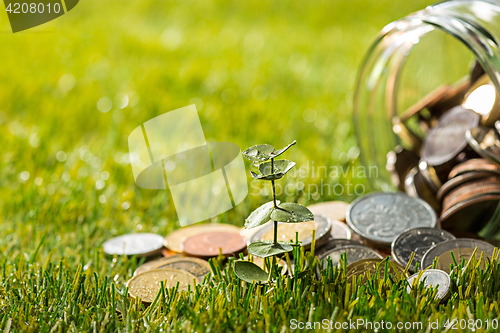 Image of Plant growing in Coins glass jar for money on green grass