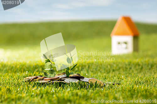 Image of Plant growing in Coins glass jar for money on green grass