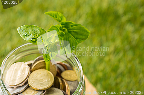 Image of Plant growing in Coins glass jar for money on green grass