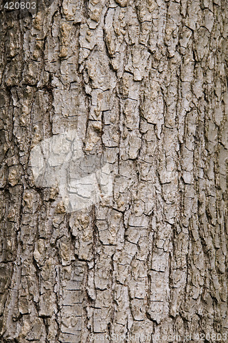 Image of Tree bark