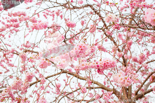 Image of blooming sakura tree