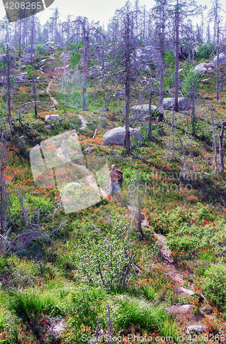 Image of Mystic Dry Forest