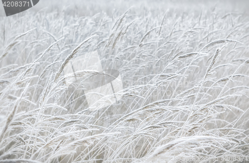 Image of Blurred Pastel Winter Background