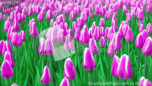 Image of Soft Blur Purple Tulips Field