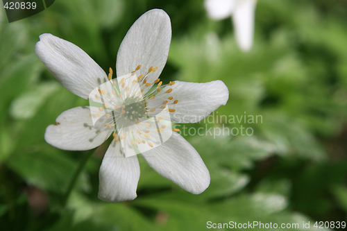 Image of White anemone