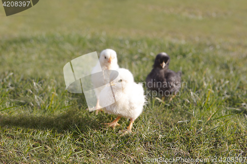 Image of Newborn chicken on a meadow