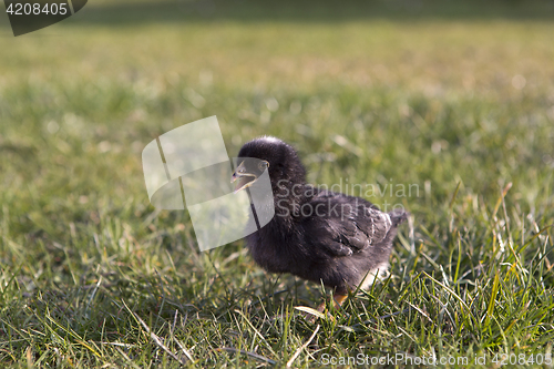 Image of Black newborn chicken on a meadow