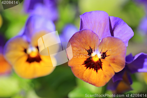 Image of Colorful Pansies In Garden 