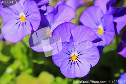 Image of Purple Pansies In Spring Garden