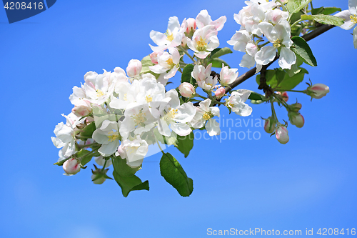Image of White Flowers of Apple Tree and Blue Sky
