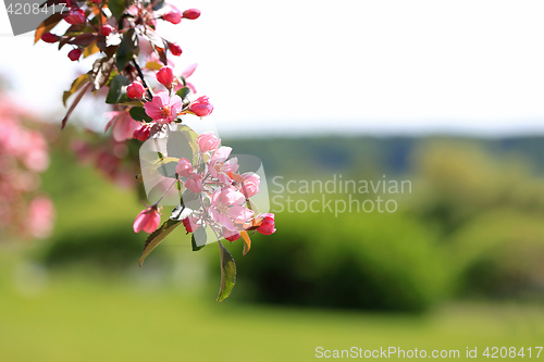 Image of Spring Background with Pink Apple Tree Flowers