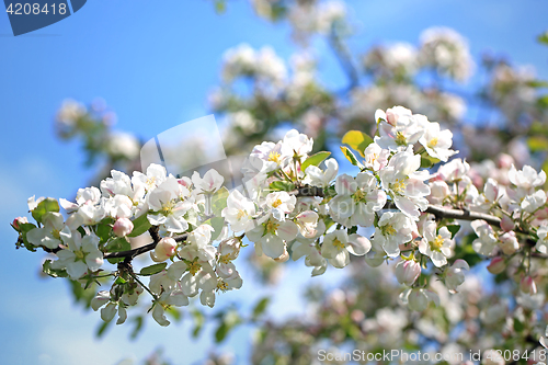 Image of White Apple Tree Flowers Against Blue Sky