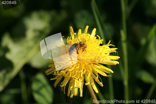 Image of Flower and bee