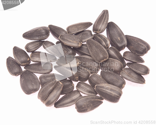 Image of sunflower seeds