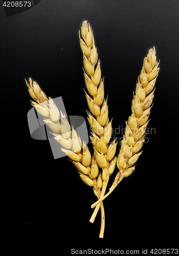 Image of wheat ears