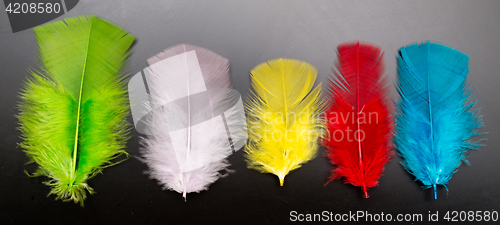 Image of multicolor feathers