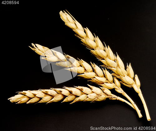 Image of wheat ears