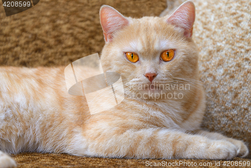 Image of Red cat