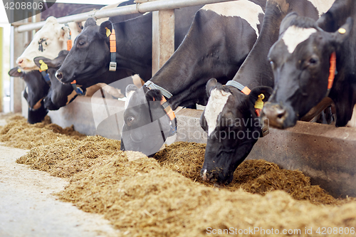 Image of herd of cows eating hay in cowshed on dairy farm