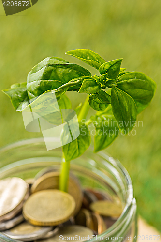 Image of Plant growing in Coins glass jar for money on green grass