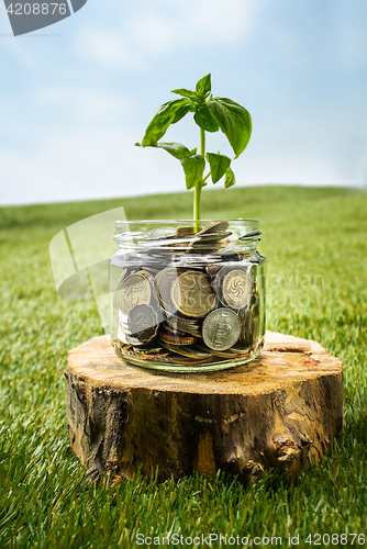 Image of Plant growing in Coins glass jar for money on green grass