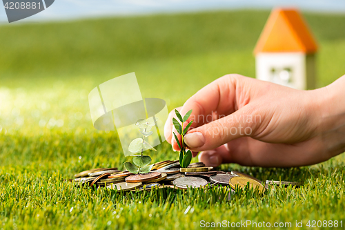 Image of Plant growing in Coins glass jar for money on green grass