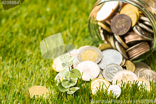 Image of Plant growing in Coins glass jar for money on green grass