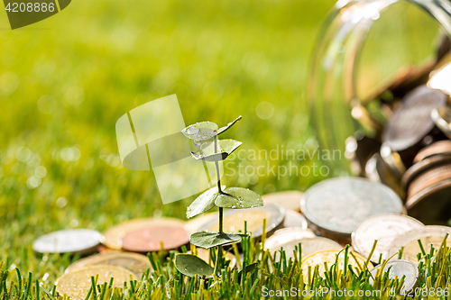 Image of Plant growing in Coins glass jar for money on green grass