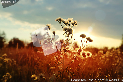 Image of sunset over field of wild land