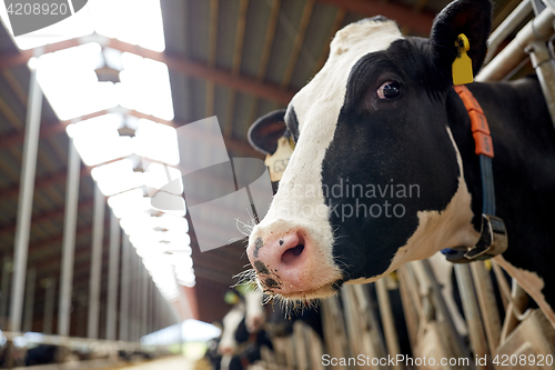 Image of herd of cows in cowshed on dairy farm