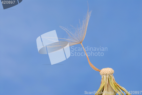 Image of Dandelion