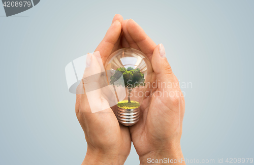 Image of hands holding light bulb with tree inside