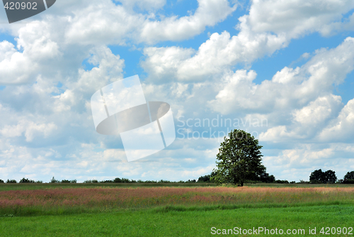 Image of Summer Landscape