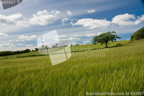 Image of Scandinavian Skies