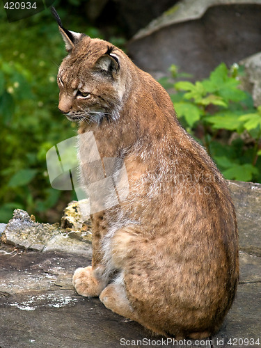 Image of Lynx in Natural Environment