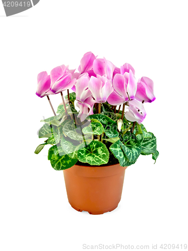 Image of Cyclamen pink in pot