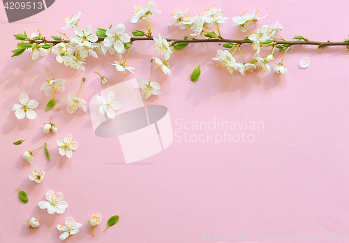 Image of Cherry blossom on pink background