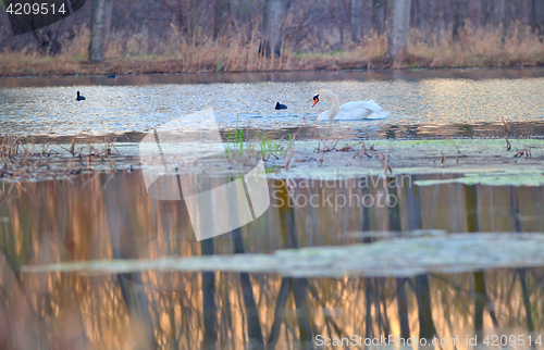 Image of Single swan at sunrise