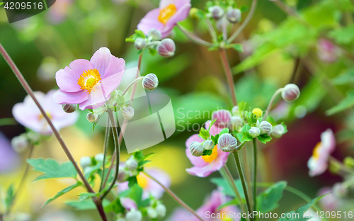 Image of Japanese anemone flowers