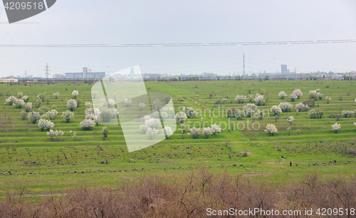 Image of Blooming cherry trees