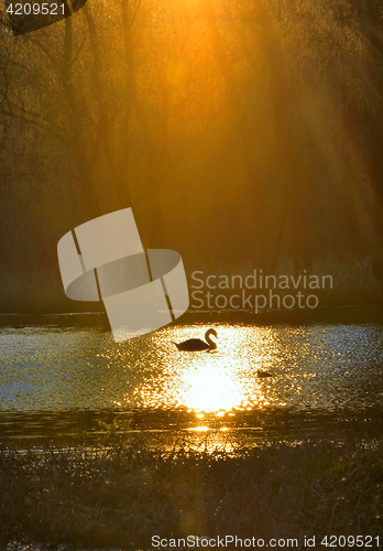 Image of Single swan at sunrise